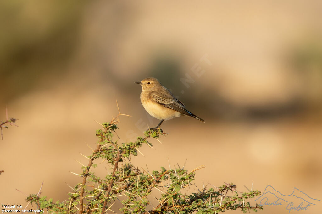 Traquet pie femelle, identification