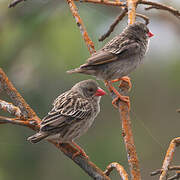 Red-billed Quelea