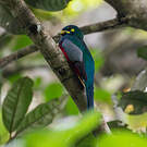 Trogon narina