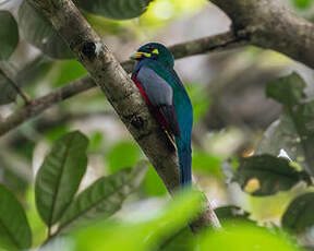 Trogon narina