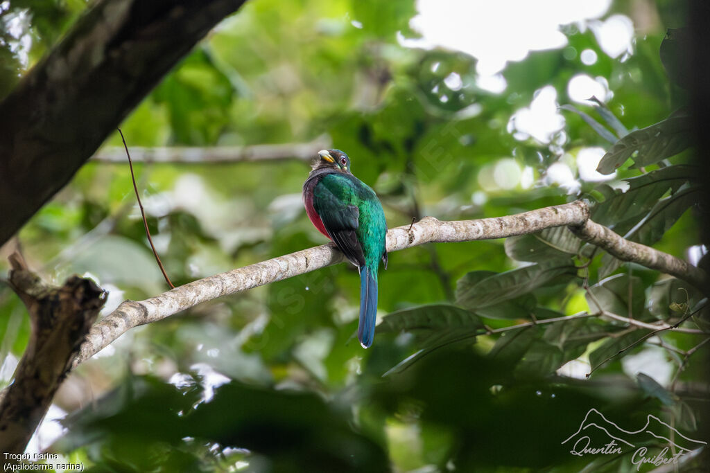 Narina Trogon