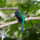 Trogon narina