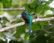 Trogon narina