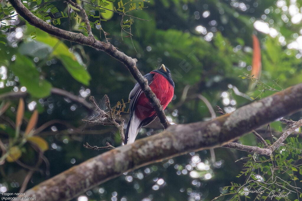 Trogon narina