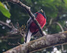 Trogon narina