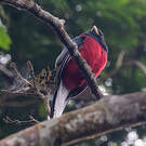 Trogon narina