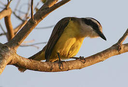 Great Kiskadee