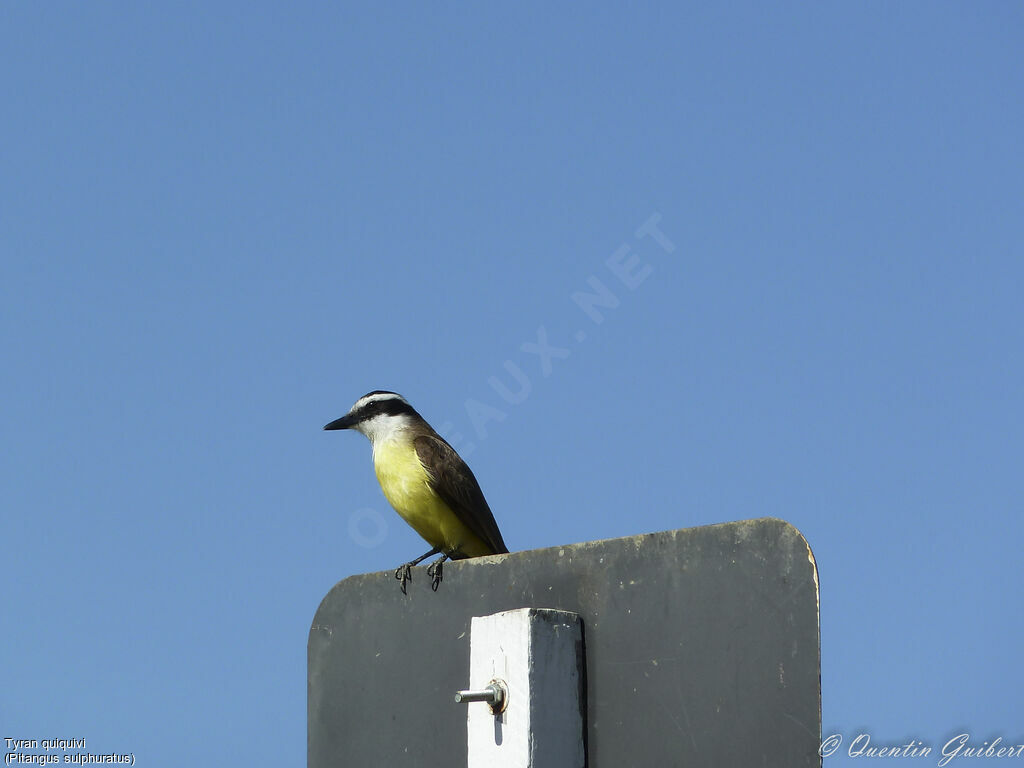 Great Kiskadee