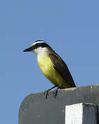 Great Kiskadee