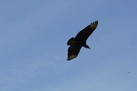 Black Vulture