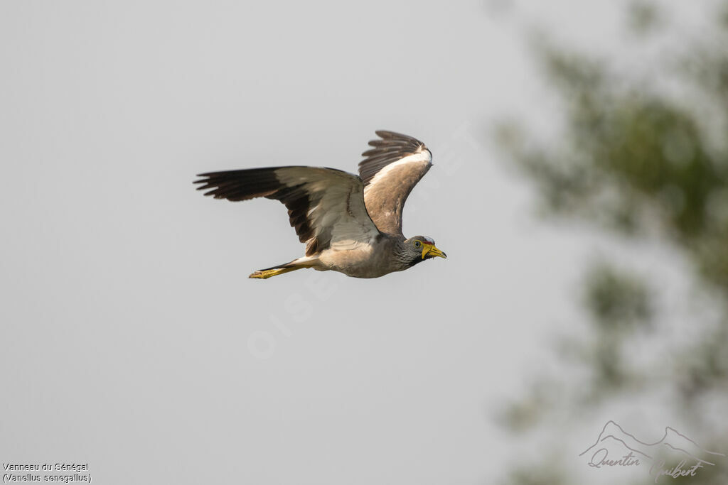 African Wattled Lapwingadult breeding, identification, Flight