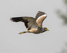 African Wattled Lapwing