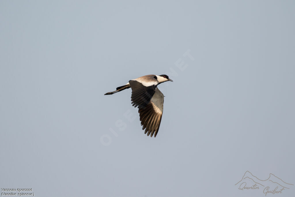 Spur-winged Lapwing