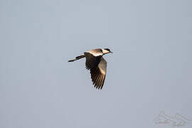 Spur-winged Lapwing