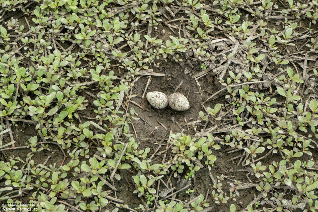 Spur-winged Lapwing