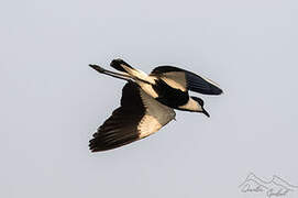 Spur-winged Lapwing