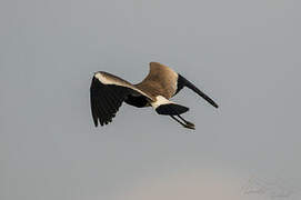 Spur-winged Lapwing