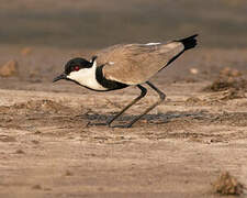 Spur-winged Lapwing