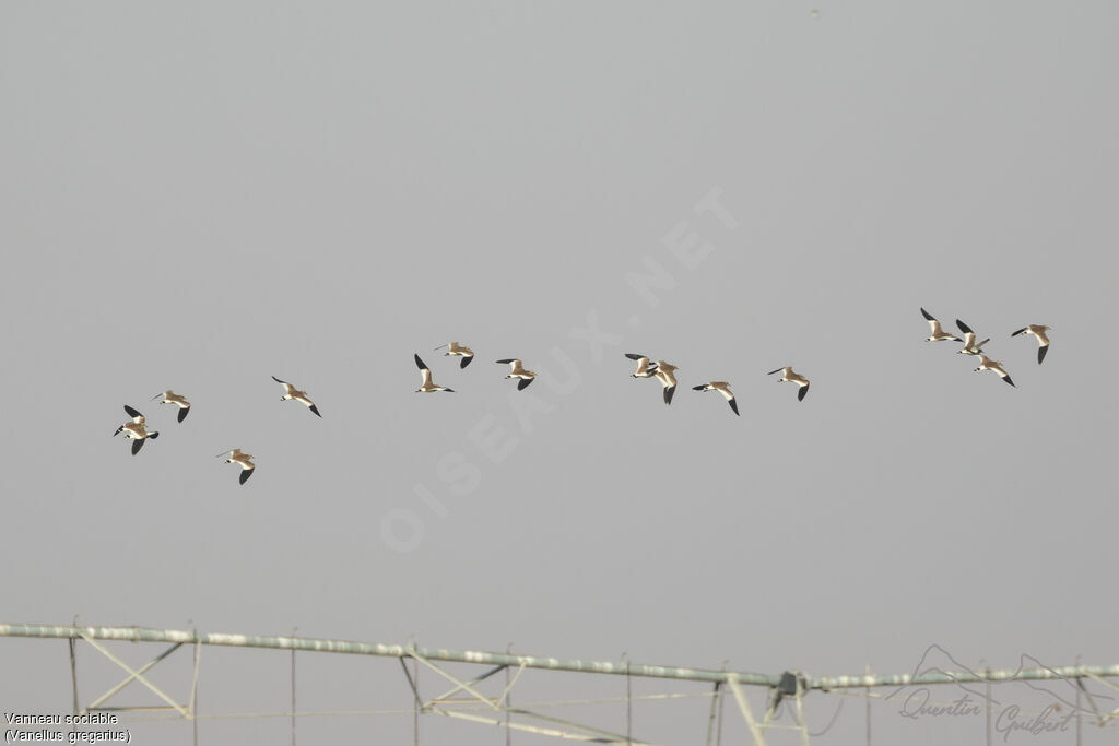 Sociable Lapwing