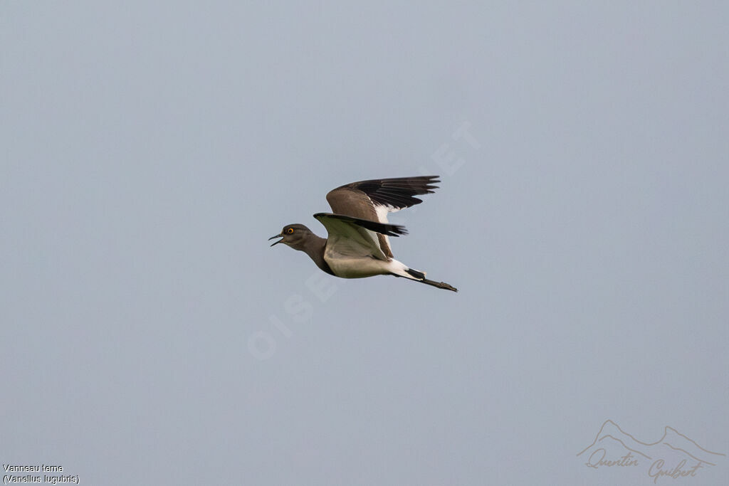 Senegal Lapwingadult, identification, Flight