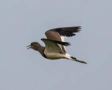 Senegal Lapwing