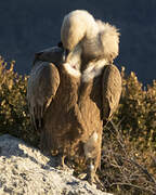 Griffon Vulture