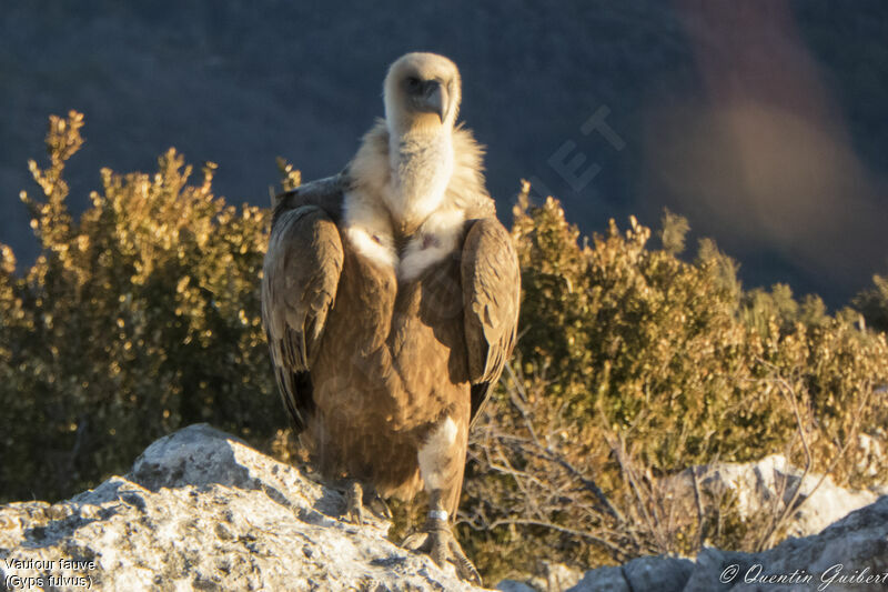 Griffon Vultureadult, identification
