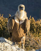 Griffon Vulture