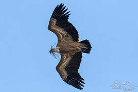 Griffon Vulture