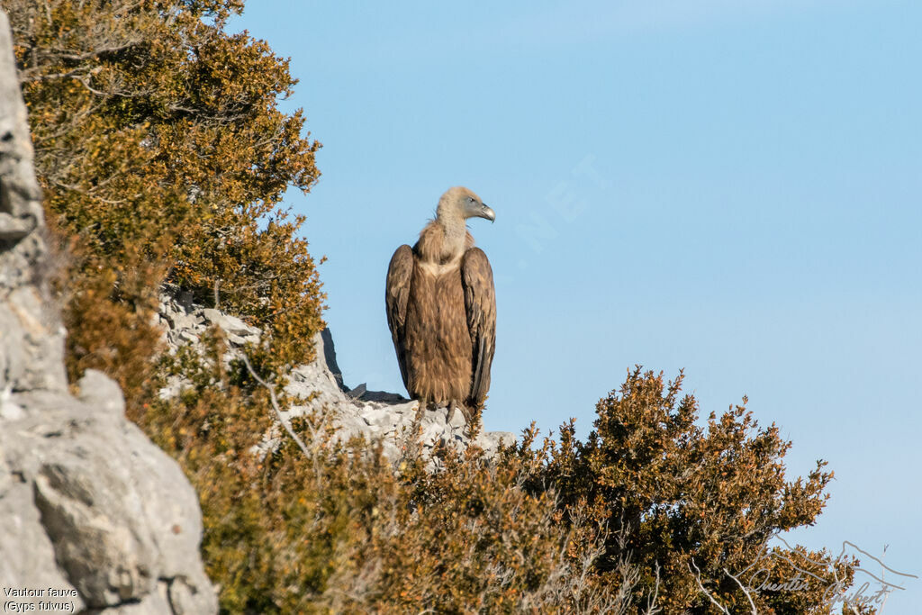 Griffon Vultureimmature, identification