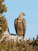 Griffon Vulture