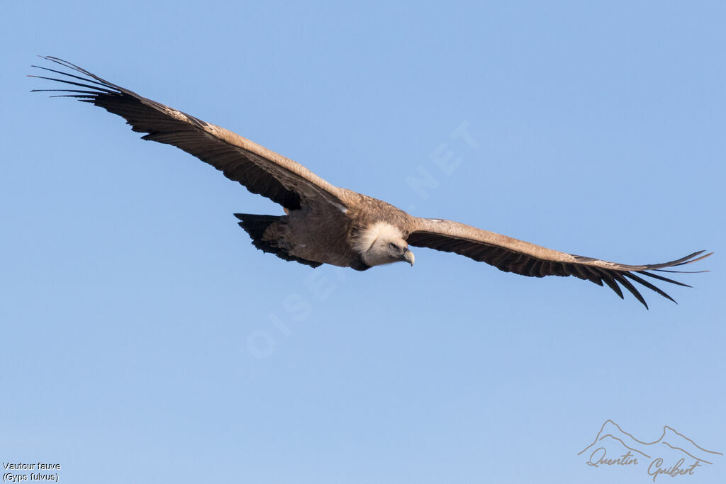 Griffon Vultureadult, Flight