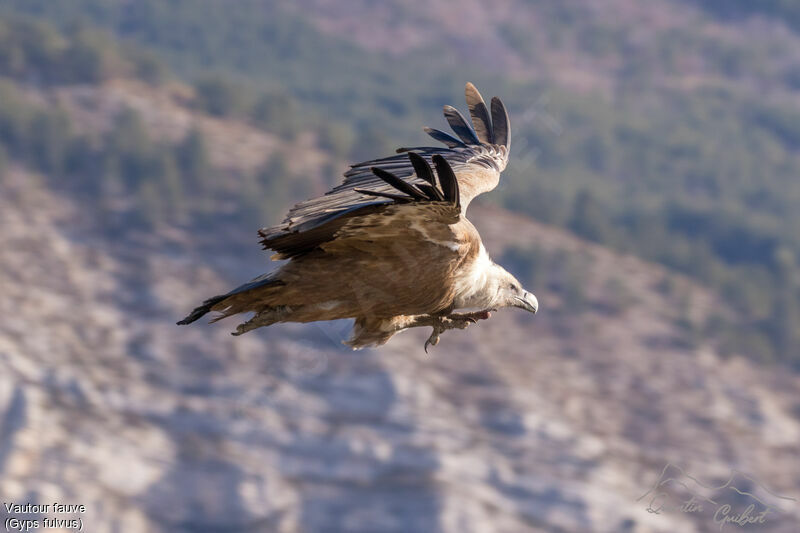 Griffon Vultureadult breeding, Flight