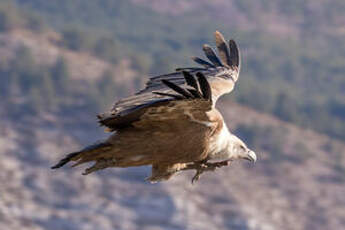 Vautour fauve