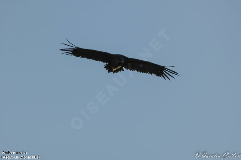 Cinereous Vultureadult, Flight