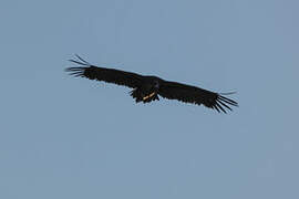 Cinereous Vulture