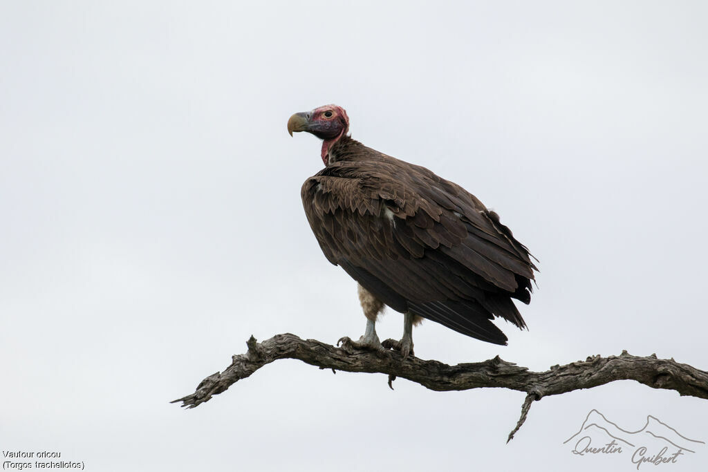 Lappet-faced Vultureadult, identification