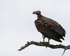 Lappet-faced Vulture