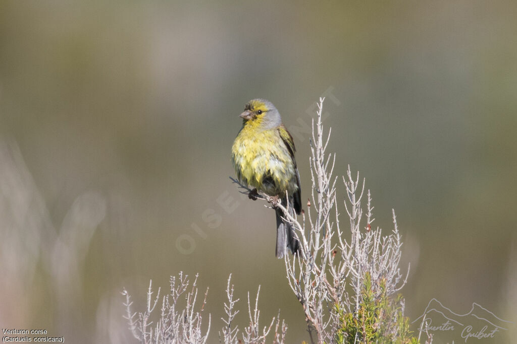 Corsican Finch