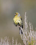 Corsican Finch