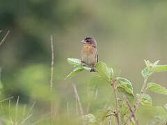 Pin-tailed Whydah