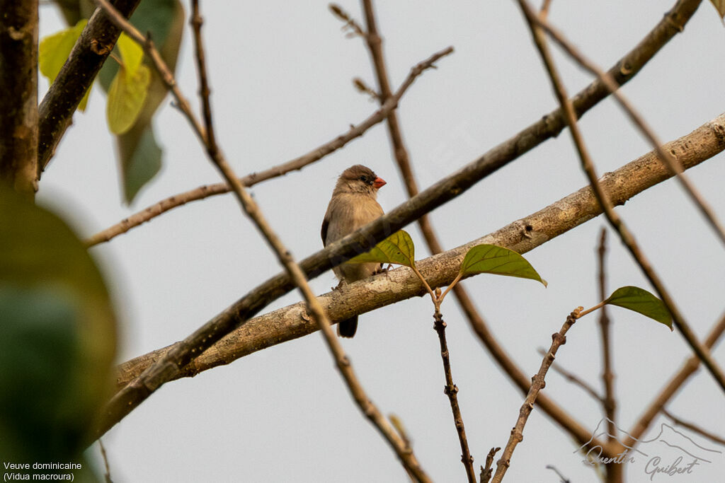 Pin-tailed Whydah female, identification