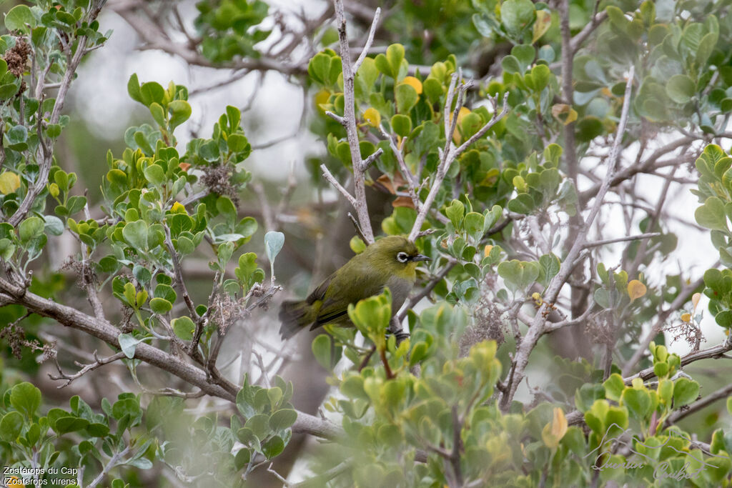 Zostérops du Cap