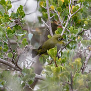 Cape White-eye