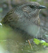 Dunnock