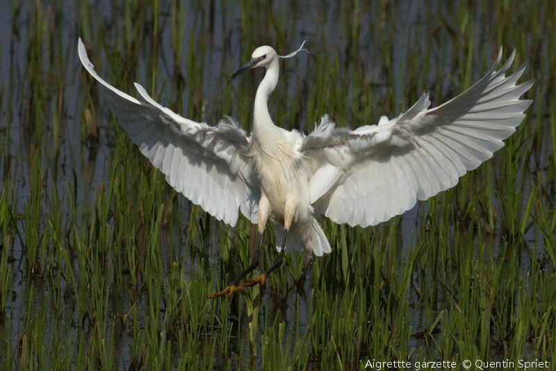 Little Egretadult breeding, Flight