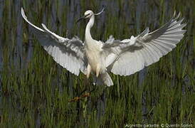 Little Egret