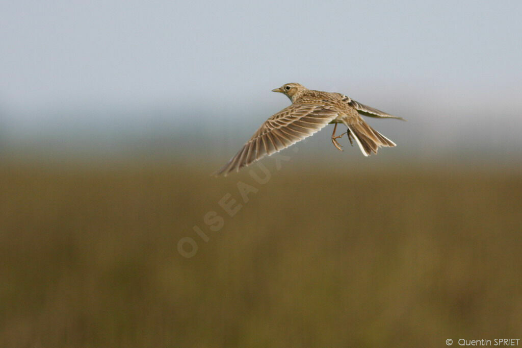 Eurasian Skylark, Flight