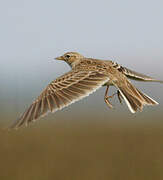 Eurasian Skylark