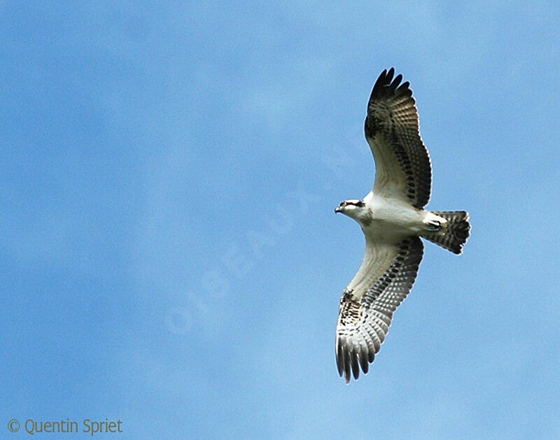 Western Ospreyimmature, Flight